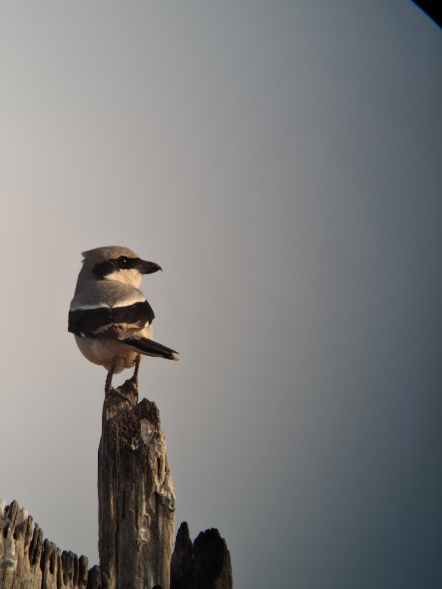 Büyük Örümcekkuşu - ML649958645