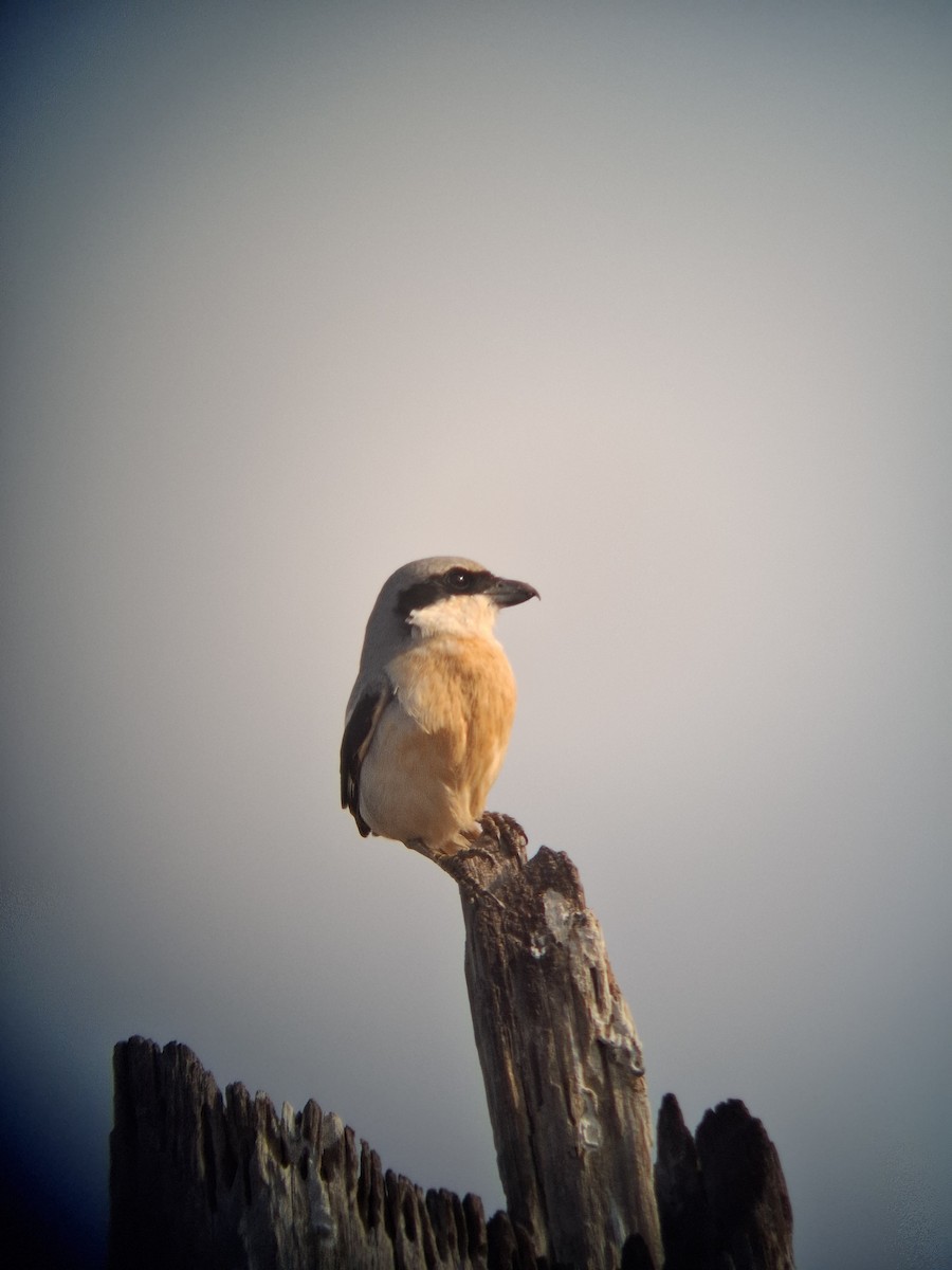 Büyük Örümcekkuşu - ML649958646