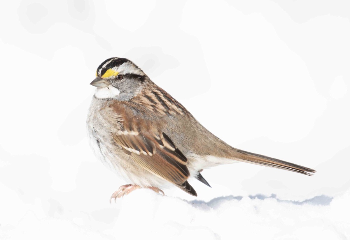 White-throated Sparrow - ML649958652