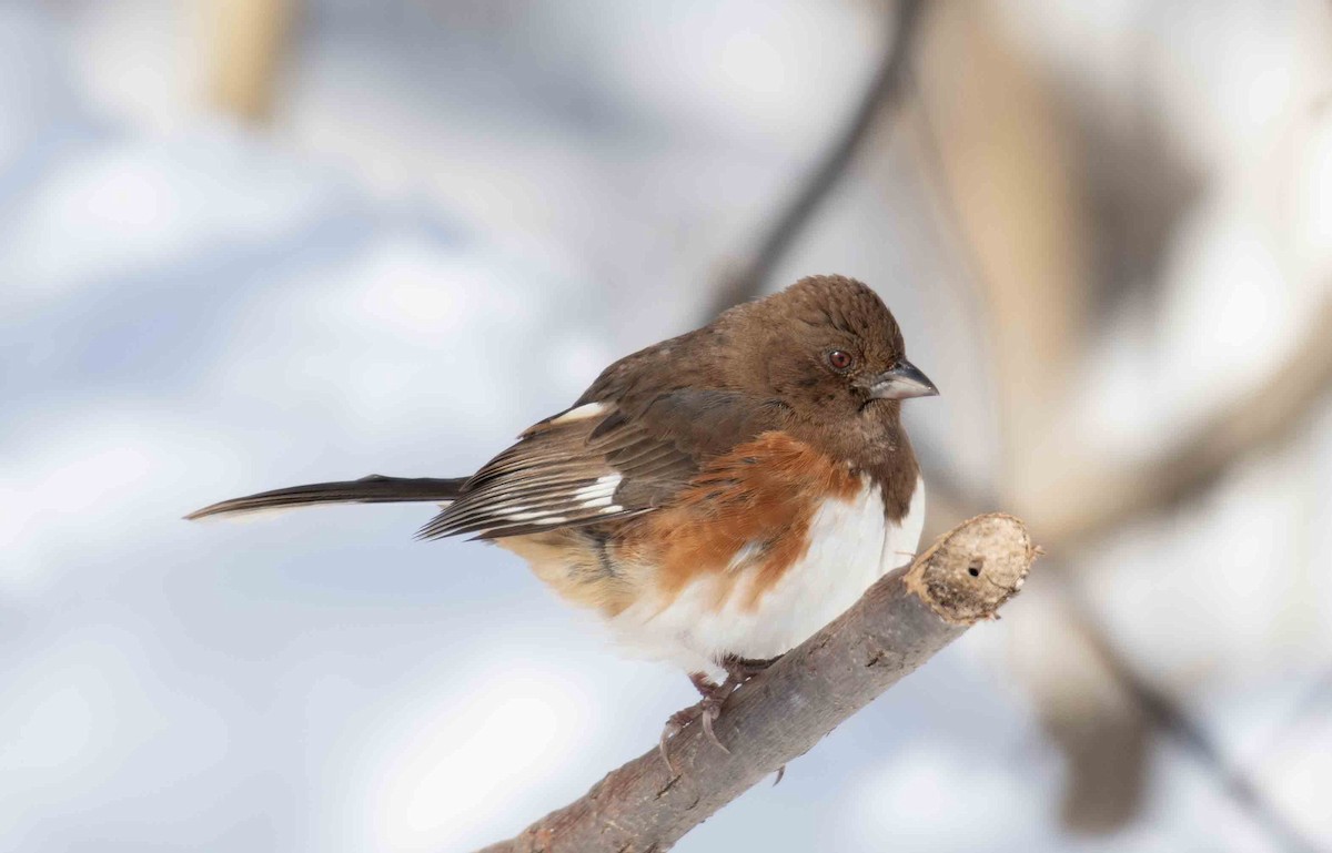 Eastern Towhee - ML649958662