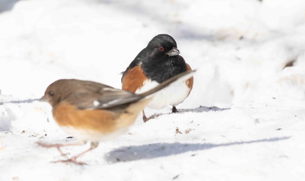 Eastern Towhee - ML649958663