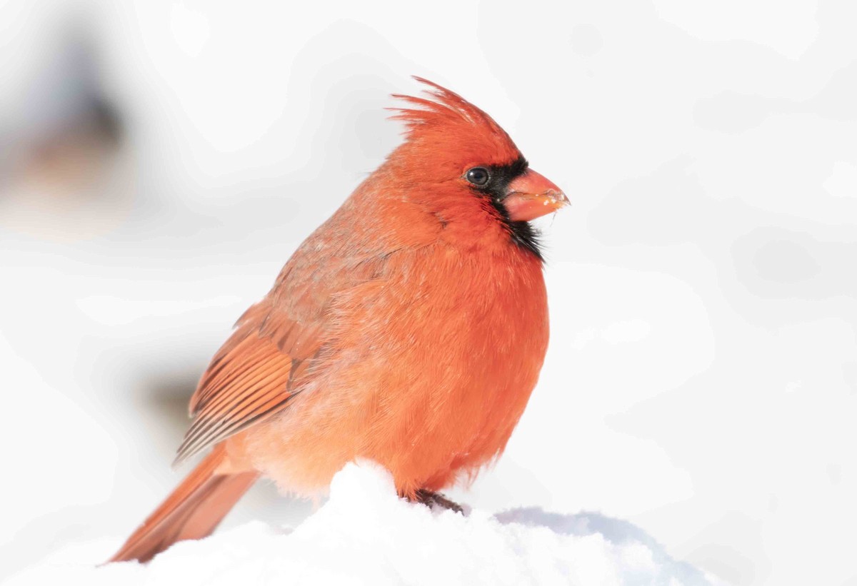 Northern Cardinal - ML649958667