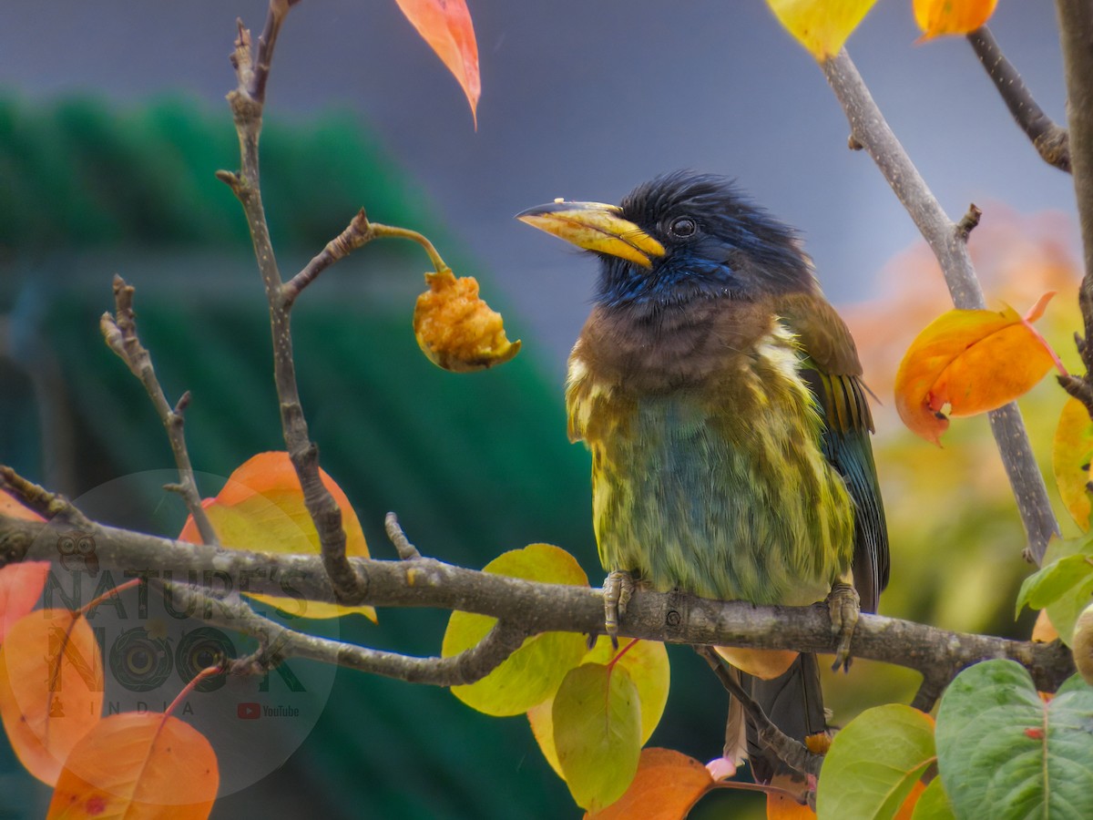 eBird Checklist - 27 Jan 2026 - Bhagtura - 3 species