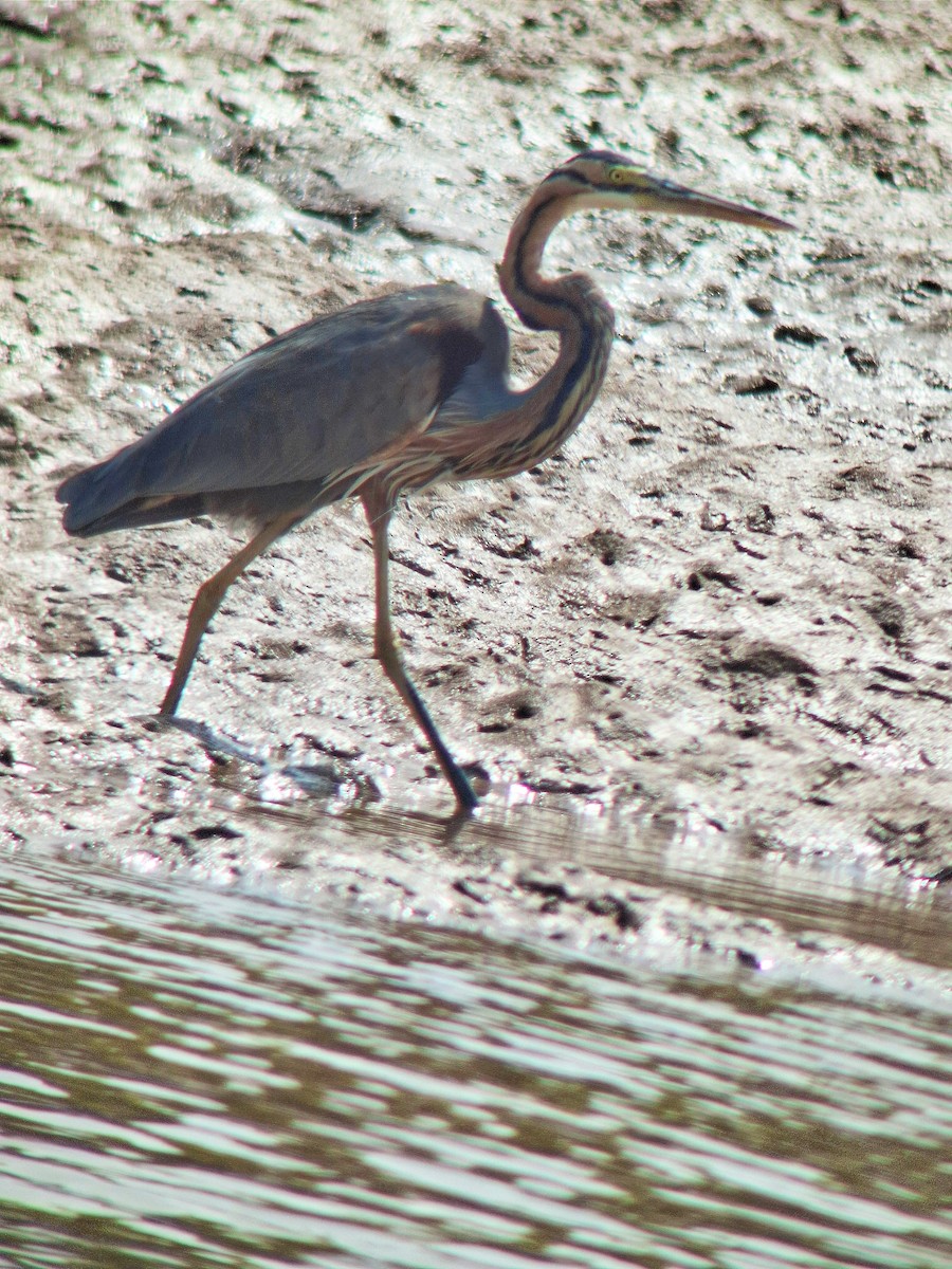 Erguvani Balıkçıl - ML649958725