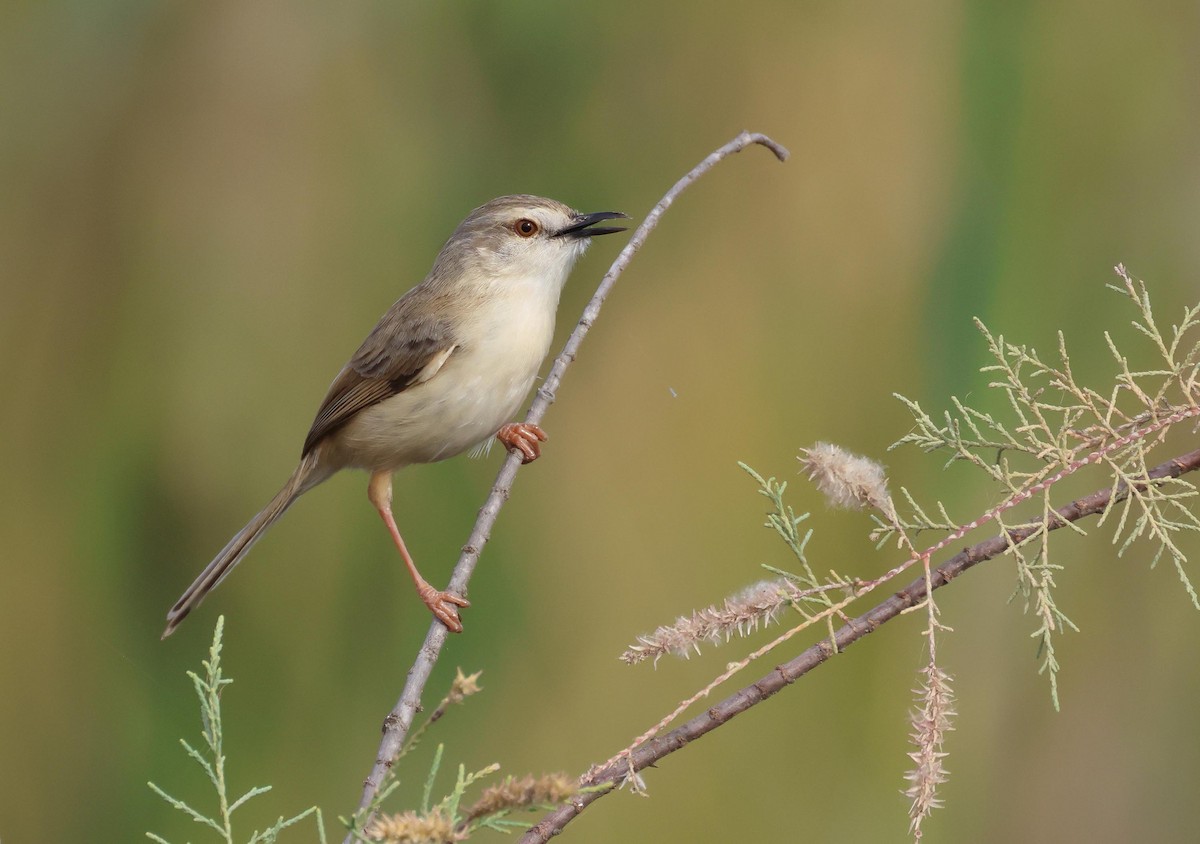 Принія річкова - ML649958777
