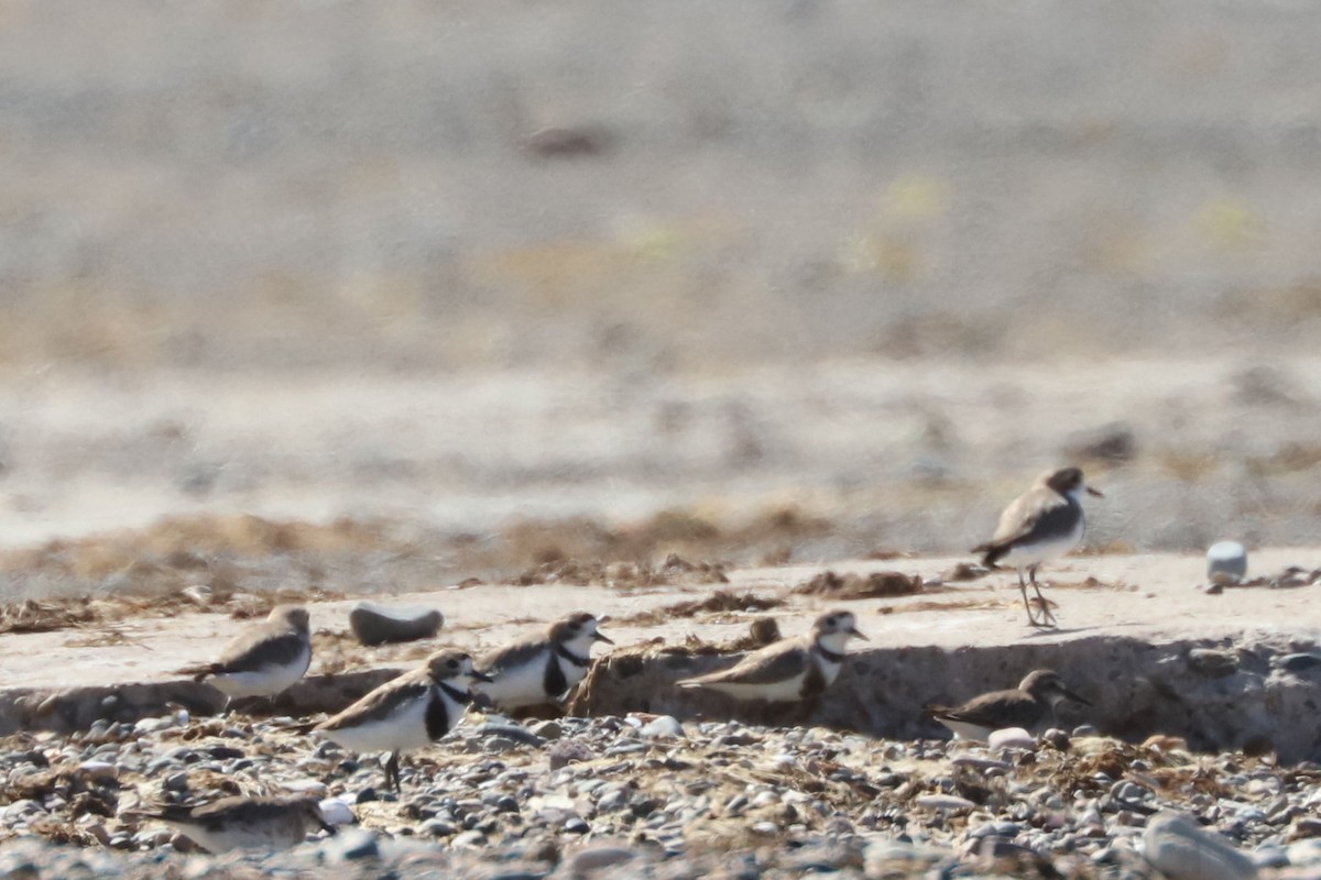 Pluvier des Falkland - ML649958987