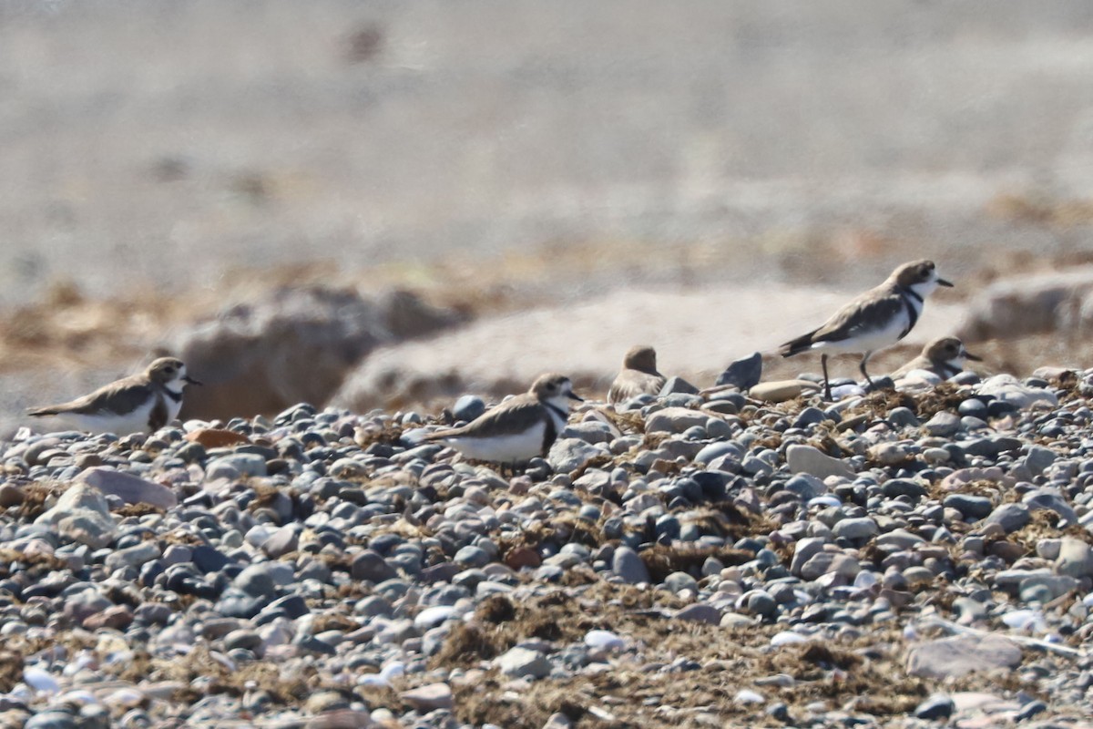 Pluvier des Falkland - ML649958989