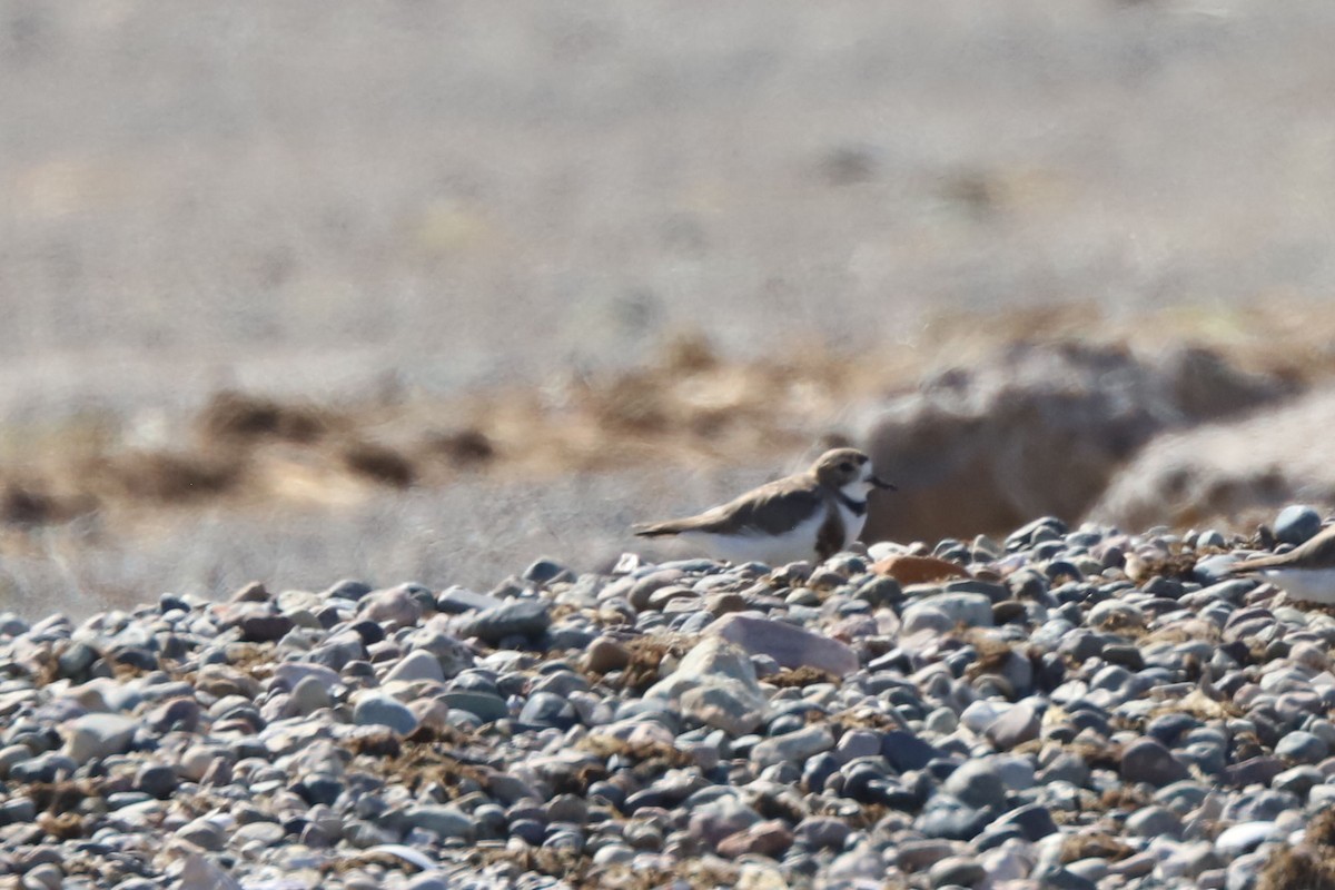 Pluvier des Falkland - ML649958992