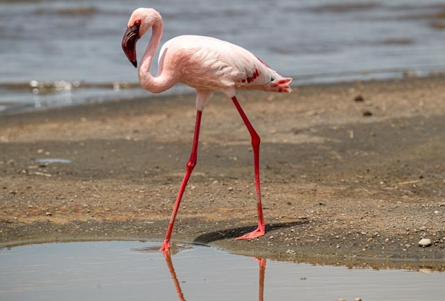 plameňák malý - ML649959033