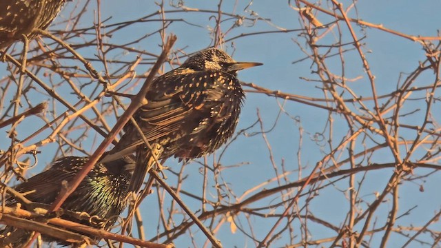 European Starling - ML649959226