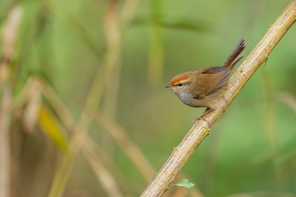 チャガシラコウグイス - ML649959257