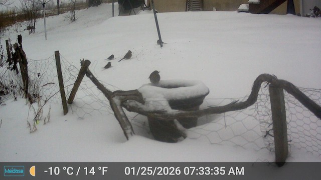 Дрозд-отшельник - ML649959989