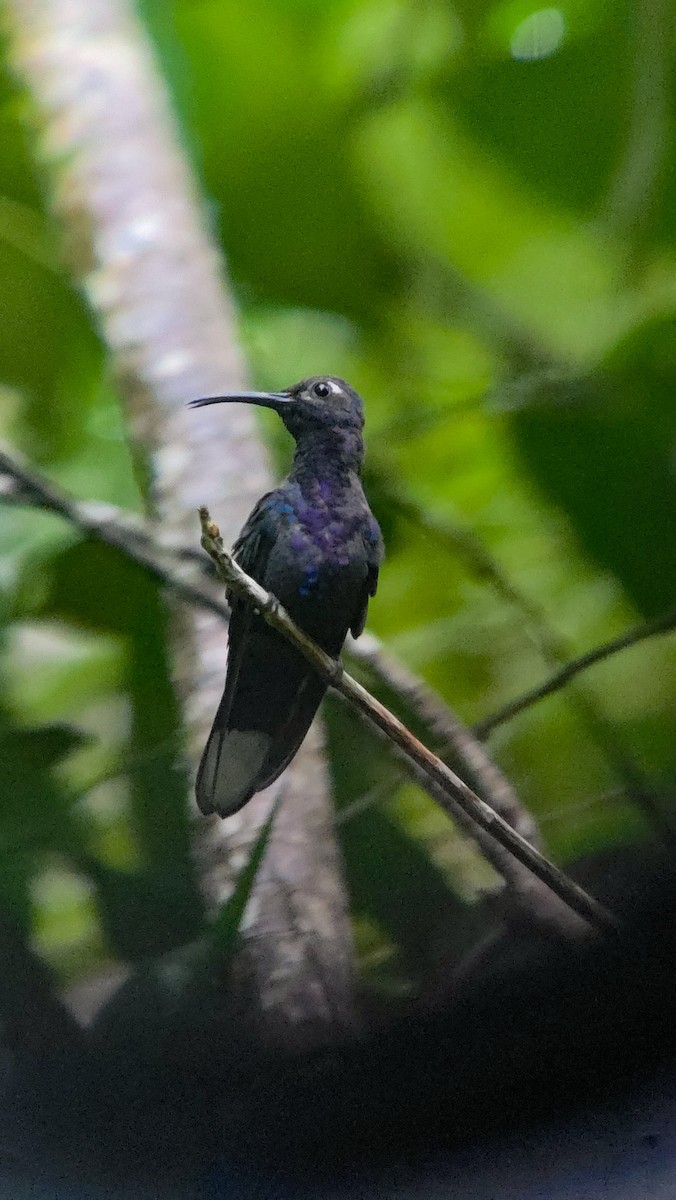 Violet Sabrewing - ML649959993