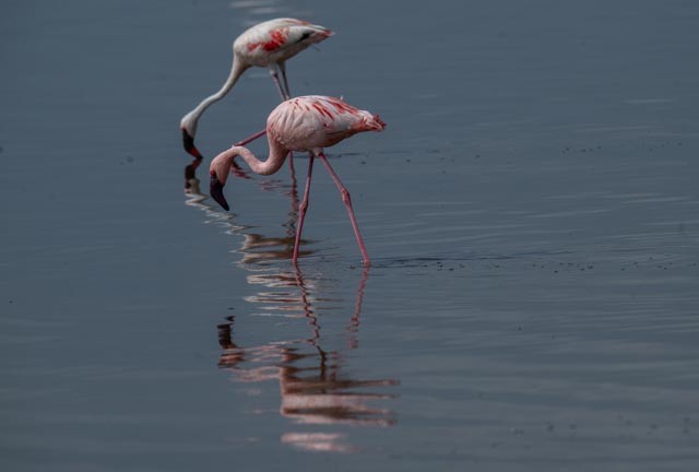 plameňák malý - ML649959996