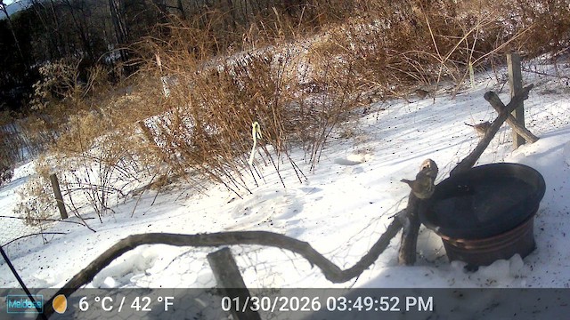 Дрозд-отшельник - ML649960213