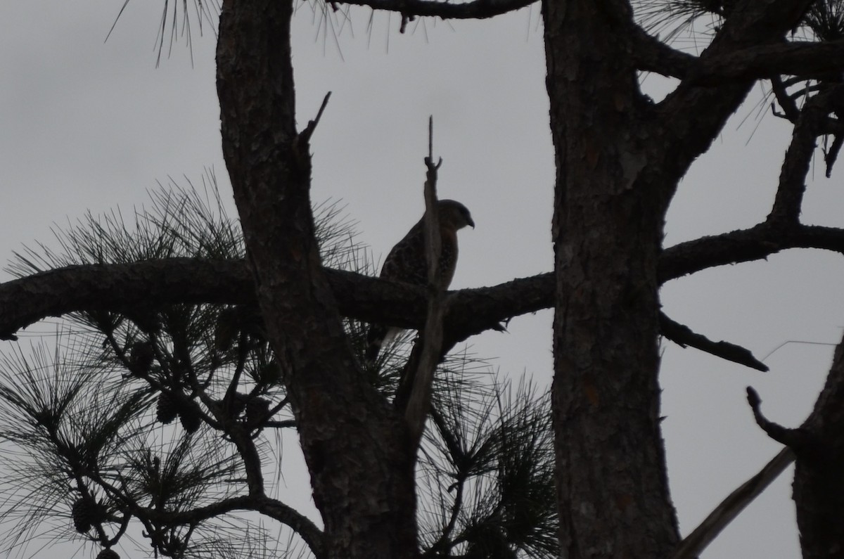 Red-shouldered Hawk - ML649960591
