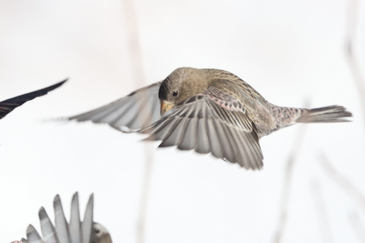 Brown-capped Rosy-Finch - ML649961320