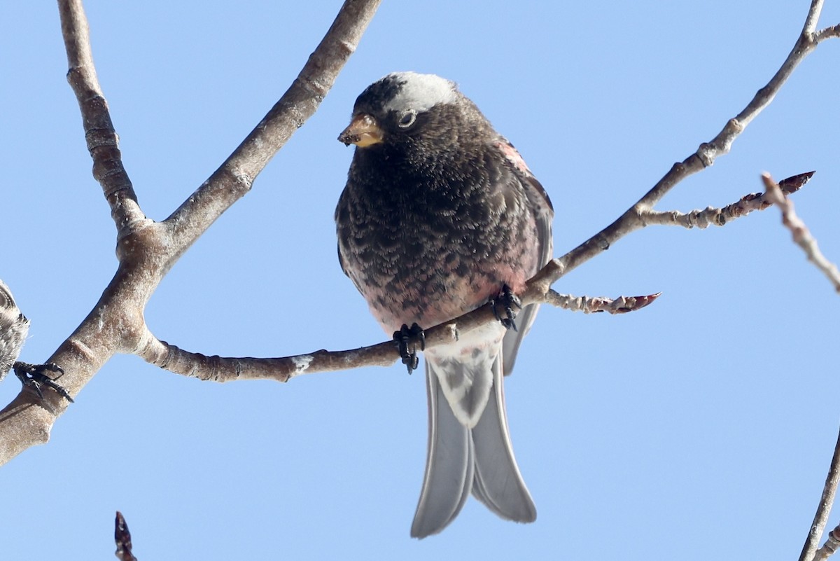 Black Rosy-Finch - ML649961328