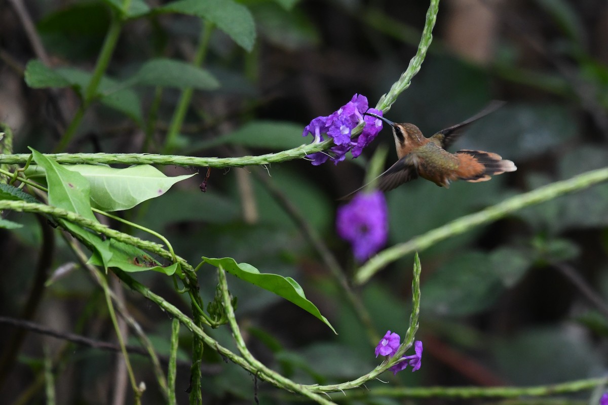 Stripe-throated Hermit - ML649961331