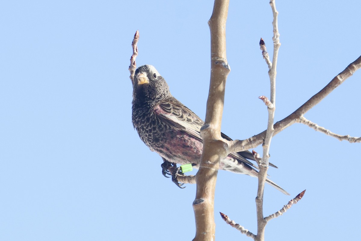 Black Rosy-Finch - ML649961332