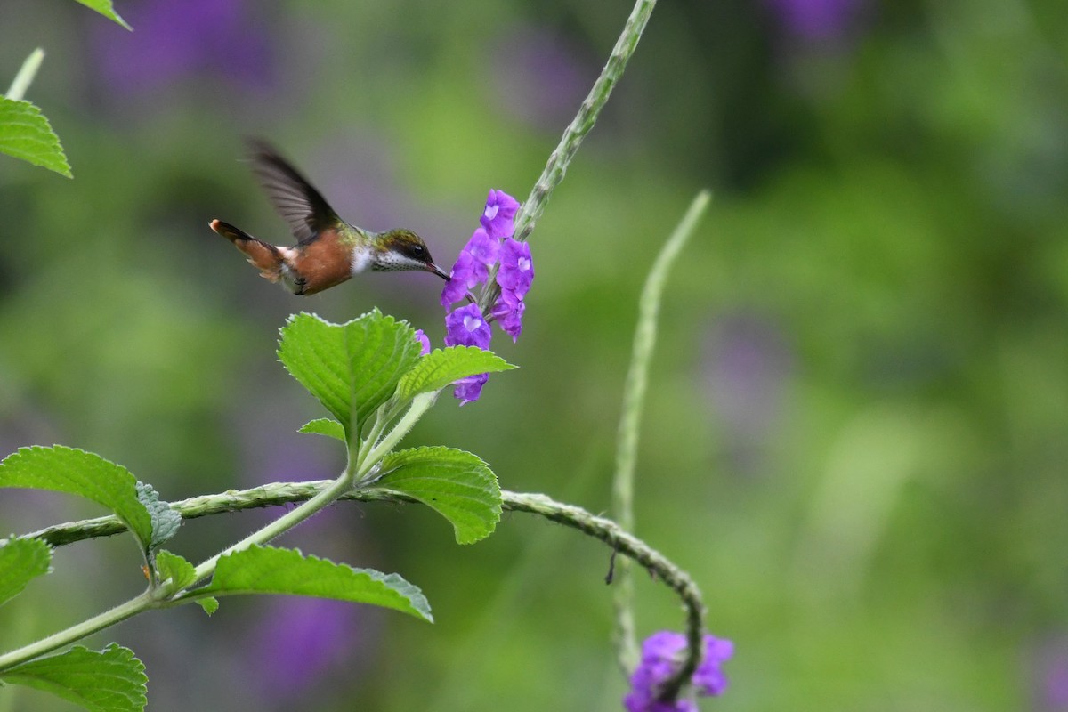 White-crested Coquette - ML649961333