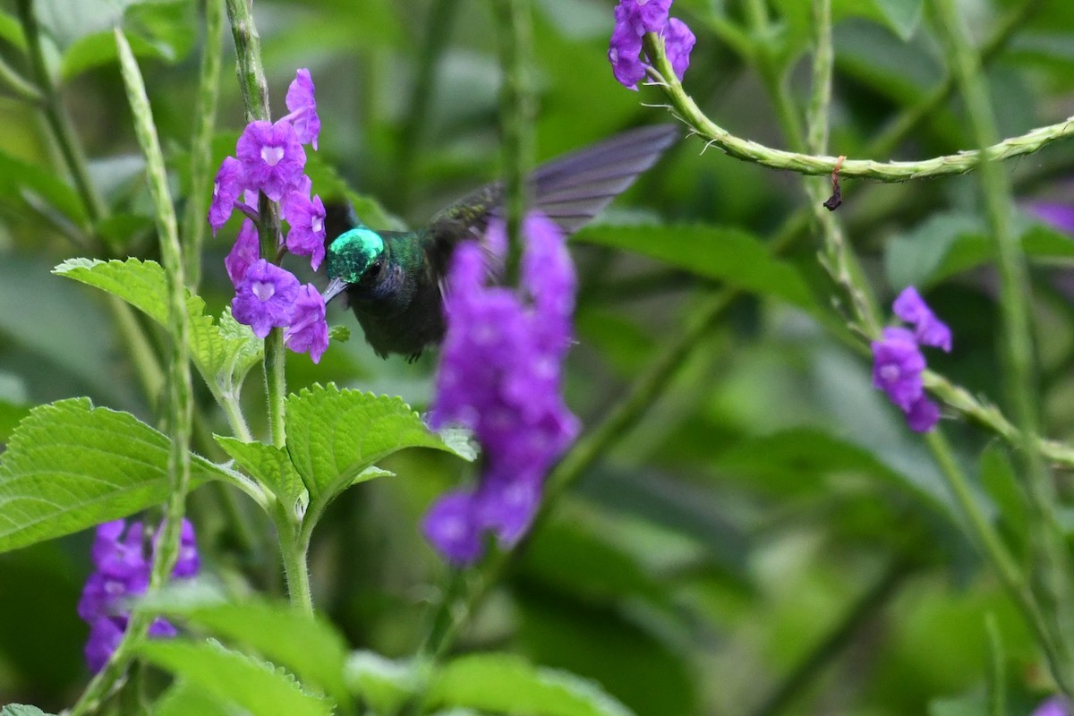 Charming Hummingbird - ML649961338