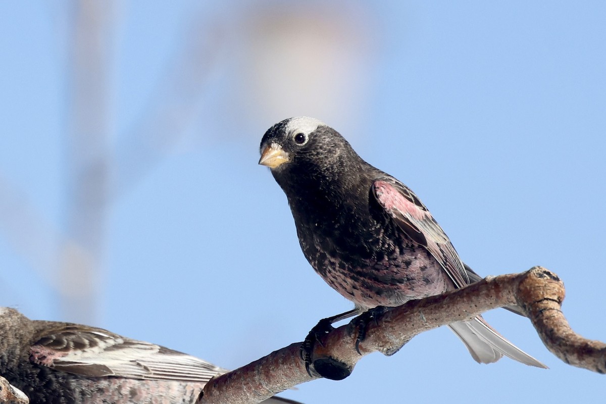 Black Rosy-Finch - ML649961339