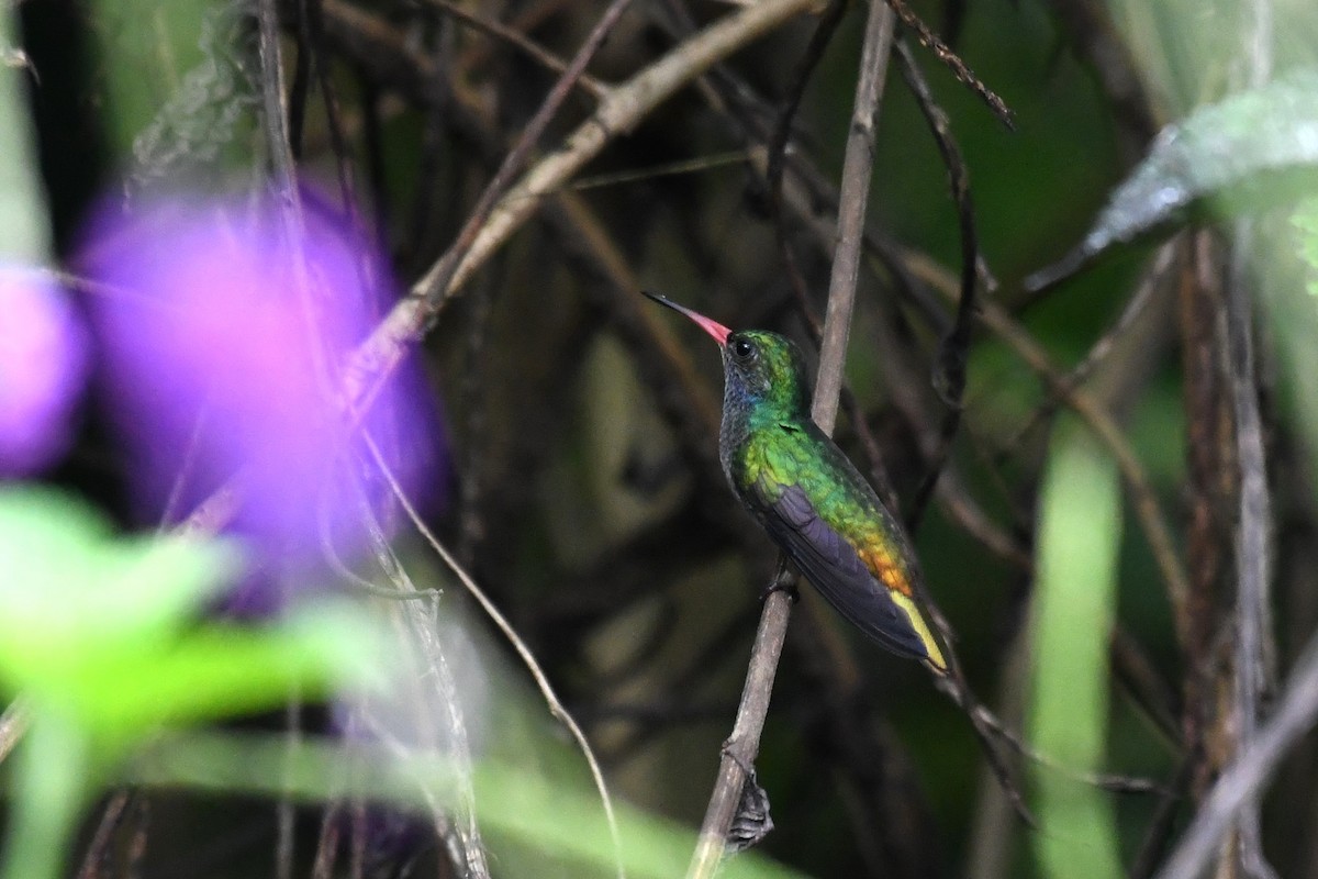 Blue-throated Goldentail - ML649961345