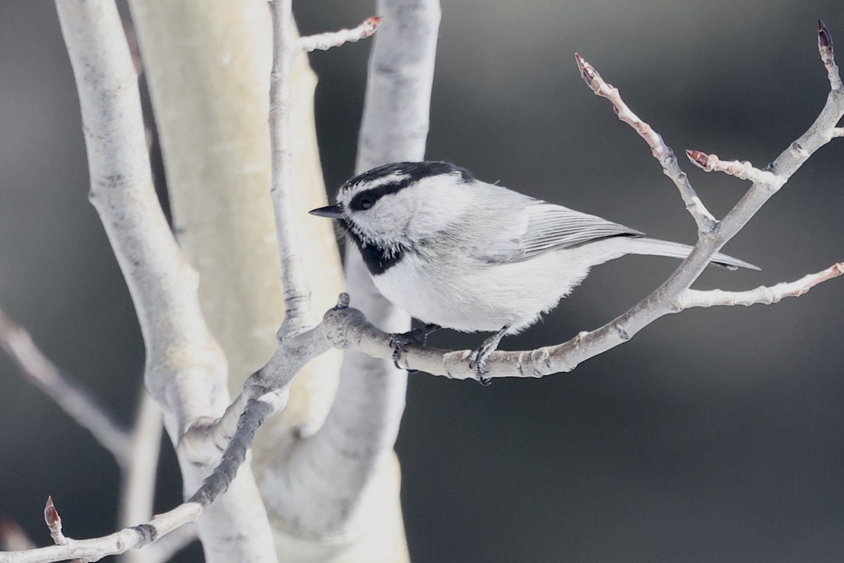Mountain Chickadee - ML649961349