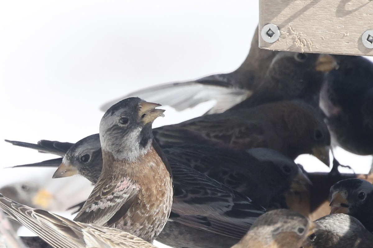 Gray-crowned Rosy-Finch (Hepburn's) - ML649961403