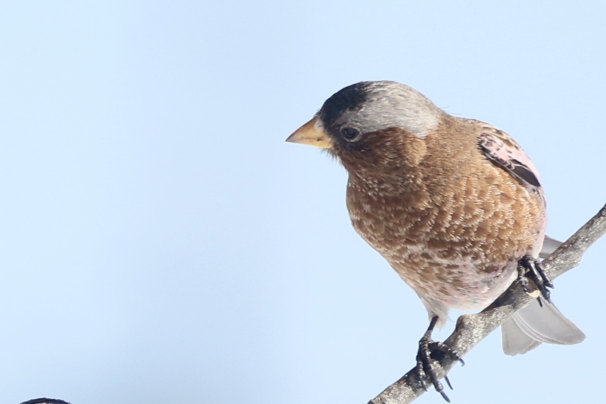 Gray-crowned Rosy-Finch (Gray-crowned) - ML649961418