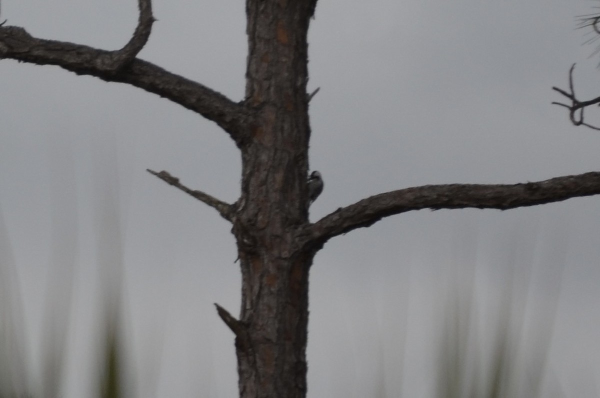 Red-cockaded Woodpecker - ML649961749