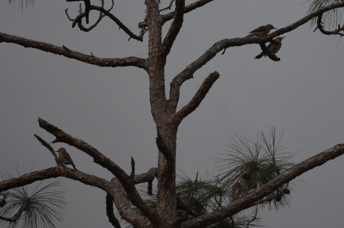 Northern Flicker - ML649961772