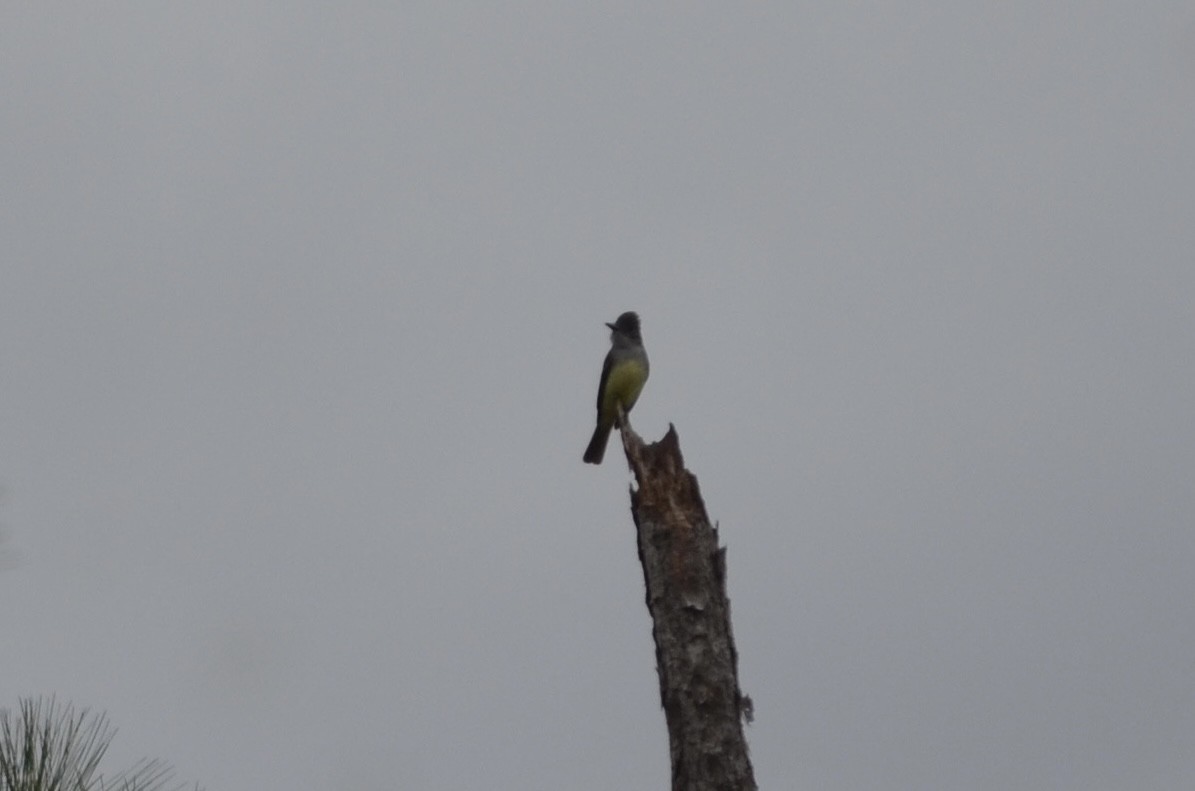 Great Crested Flycatcher - ML649961788