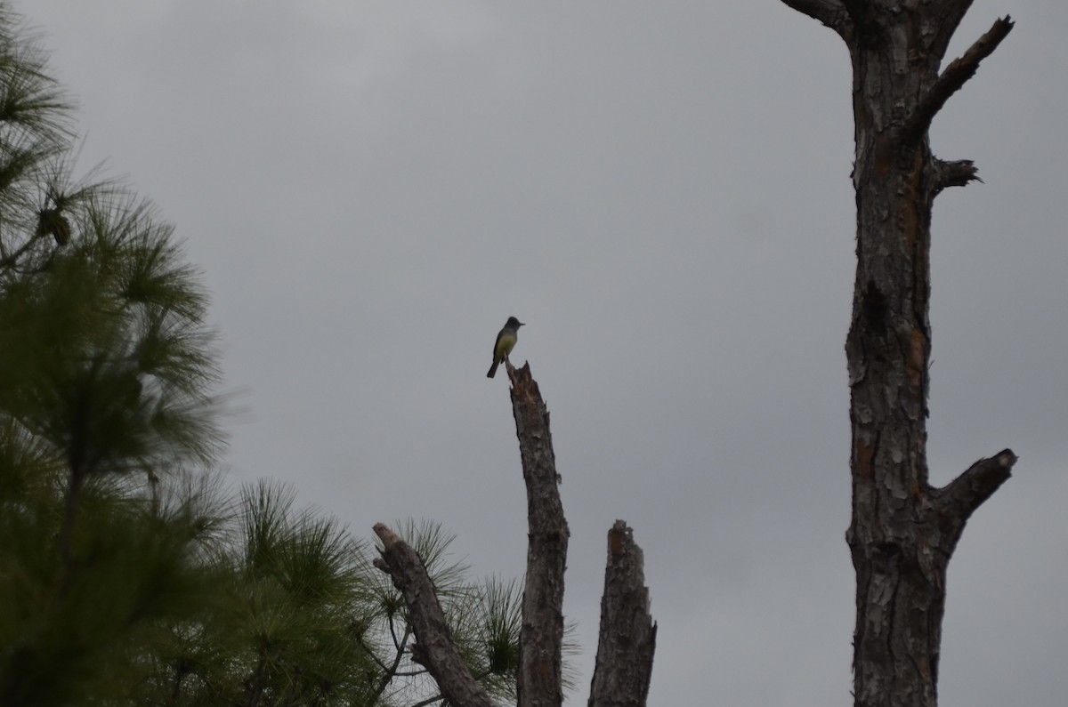 Great Crested Flycatcher - ML649961789
