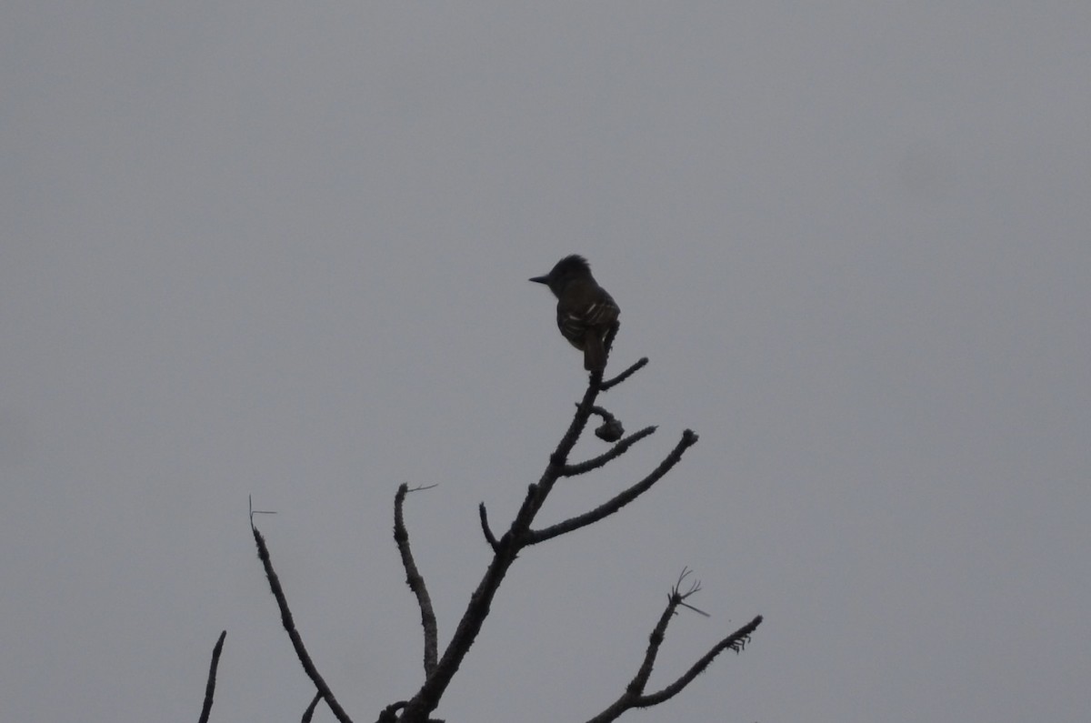 Great Crested Flycatcher - ML649961790