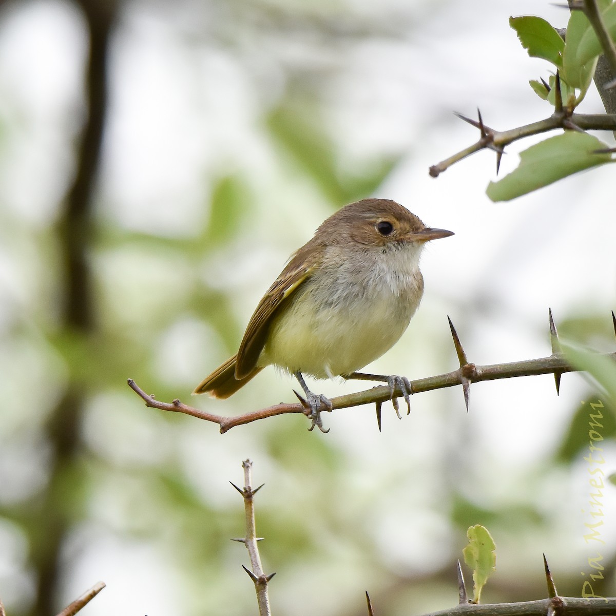 Fulvous-crowned Scrub-Tyrant - ML649962719