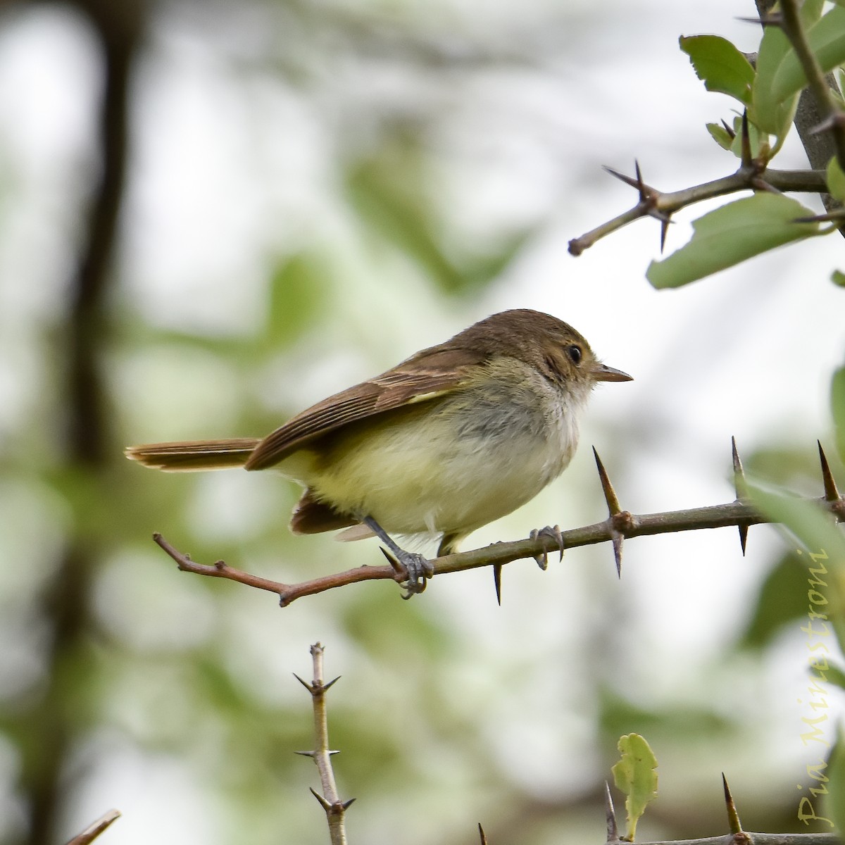 Fulvous-crowned Scrub-Tyrant - ML649962720