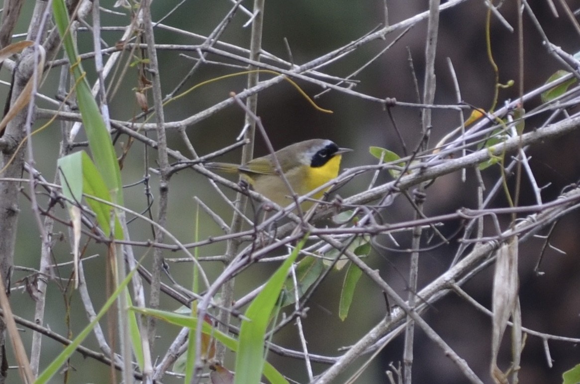 Common Yellowthroat - ML649962964