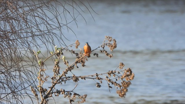 Martin-pêcheur d'Europe - ML649963013
