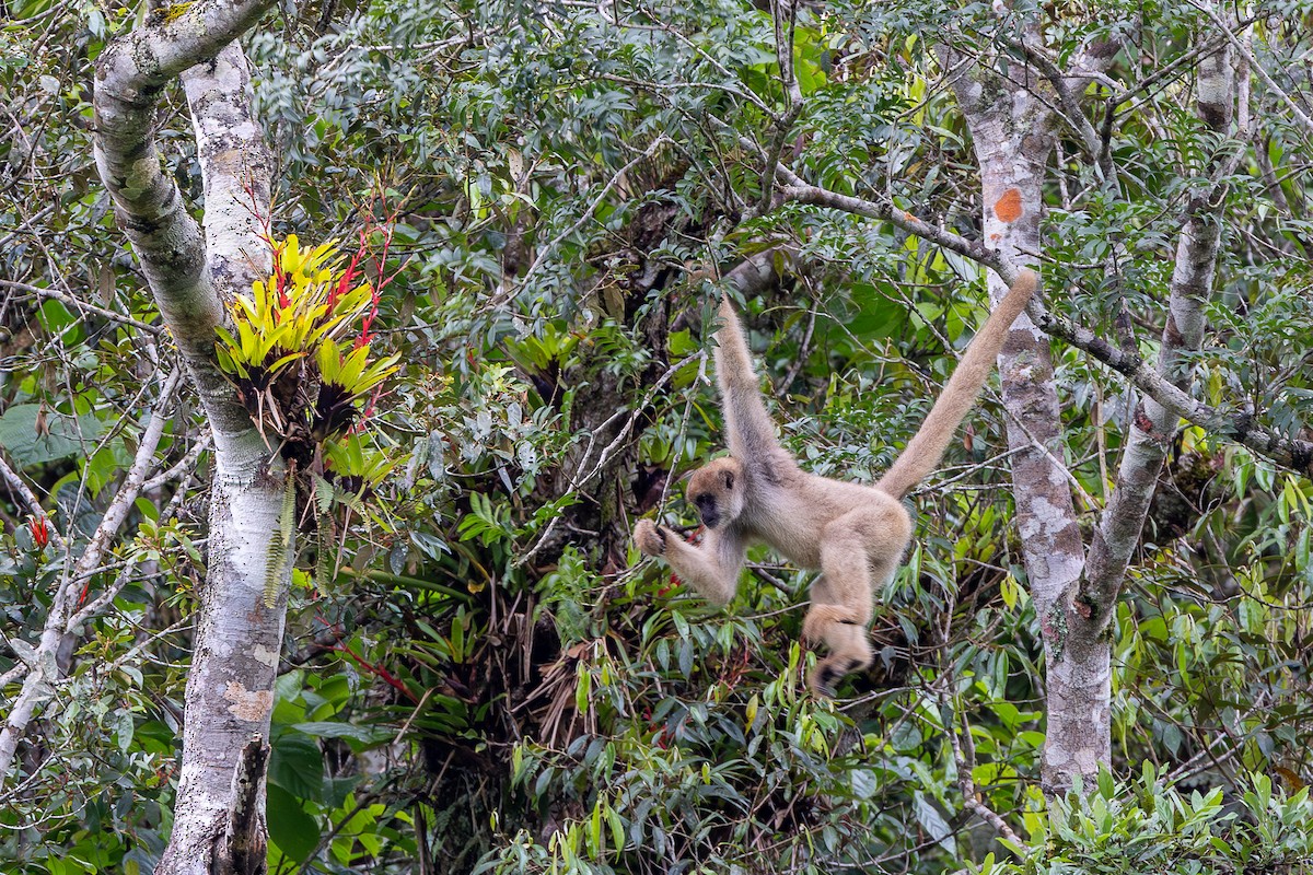 Mono Carvoeiro - ML649963420
