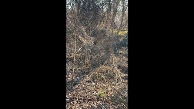 フユミソサザイ - ML649964053