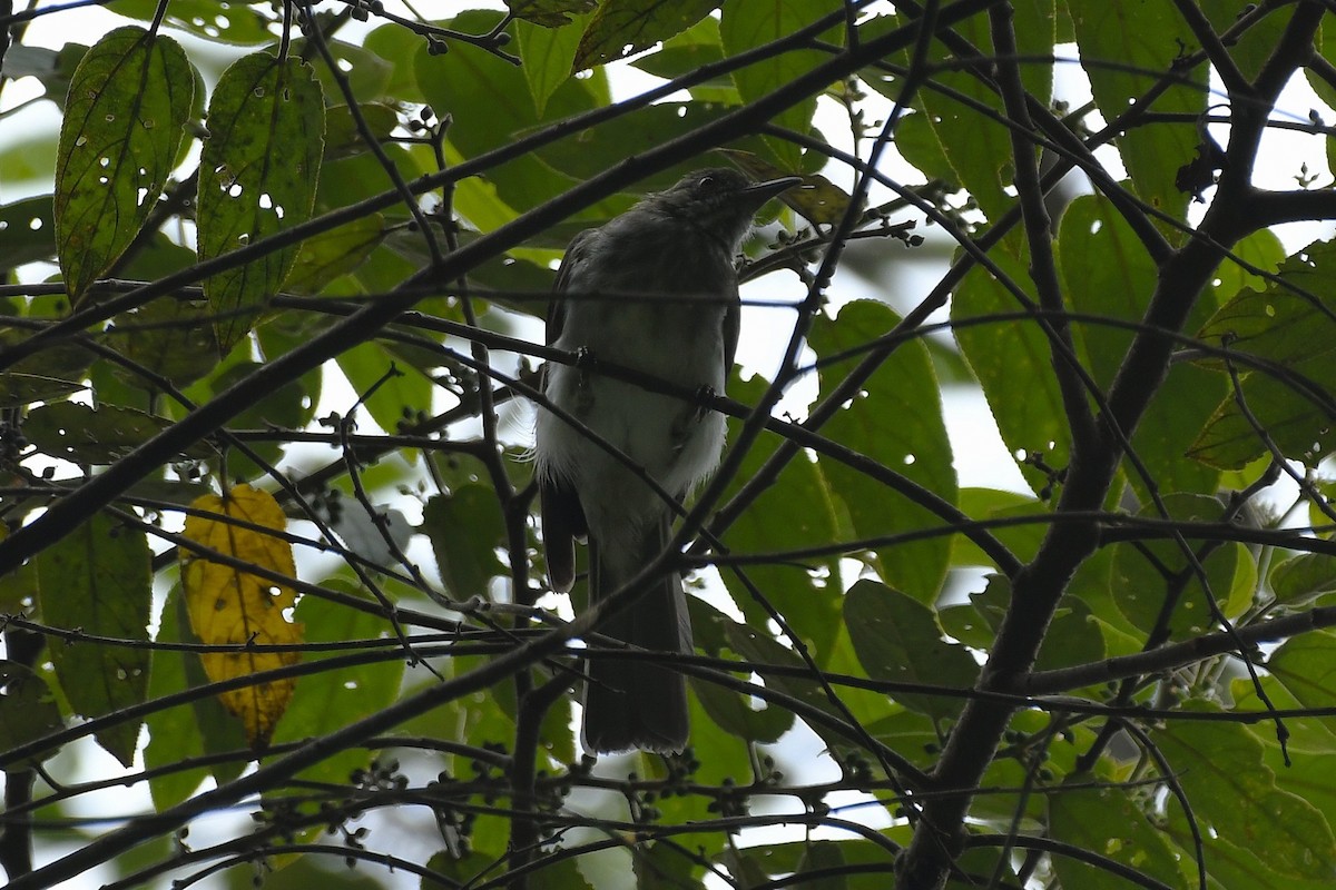 Streaked Bulbul - ML649964464