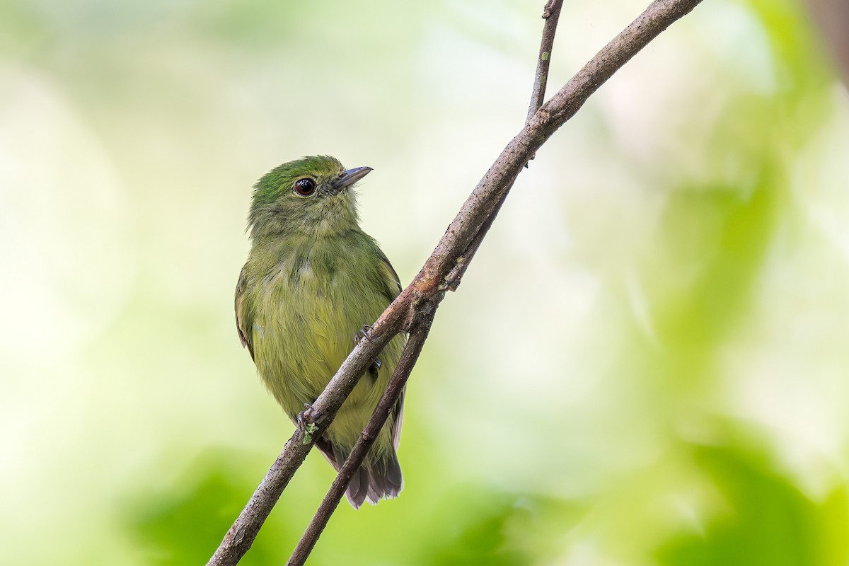 Blue-capped Manakin - ML649964500
