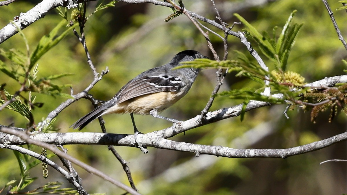 Wechselameisenwürger - ML649966817