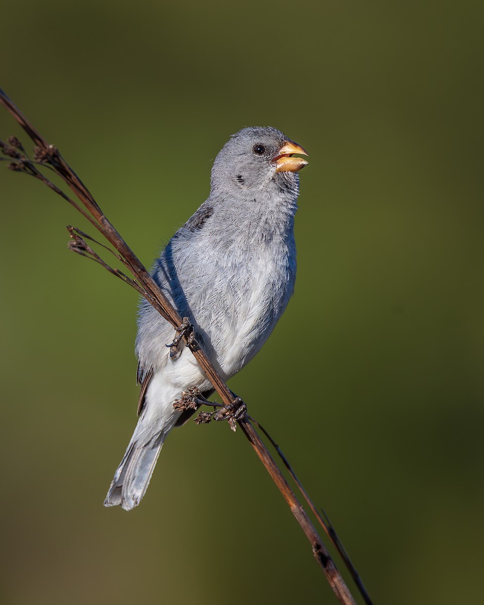 Semillero Arriero - ML649966937