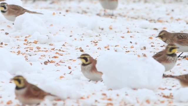 skřivan ouškatý - ML649967096