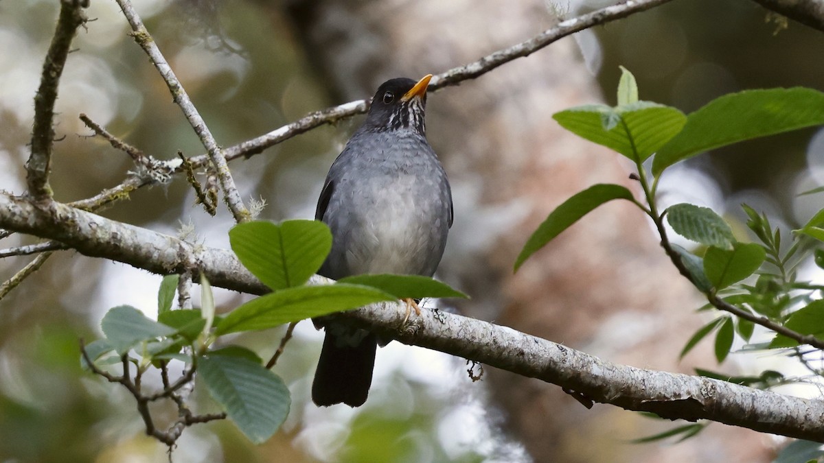 Andengraudrossel - ML649967965