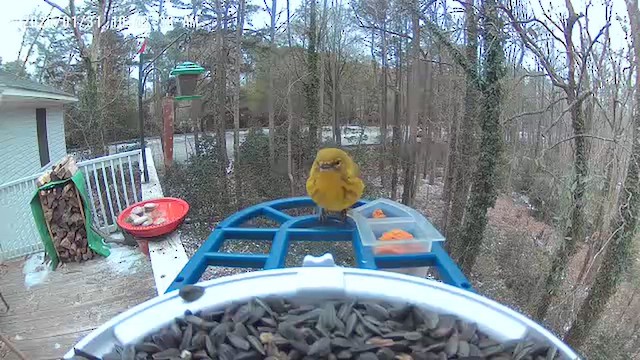 Kiefernwaldsänger - ML649968291