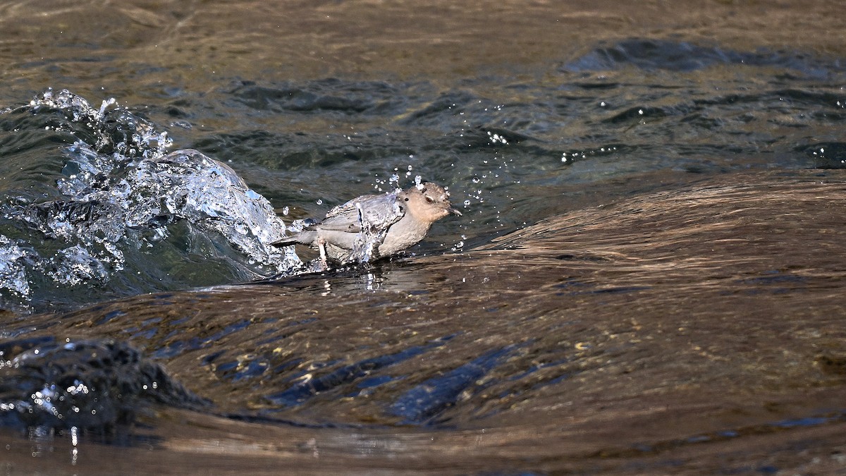 Пронурок сірий - ML649968444